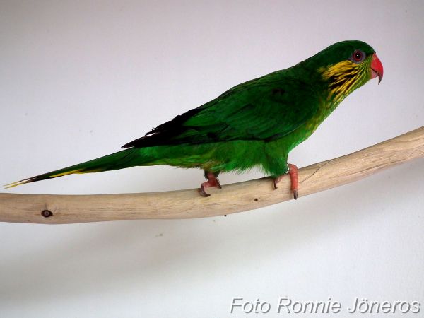 lory